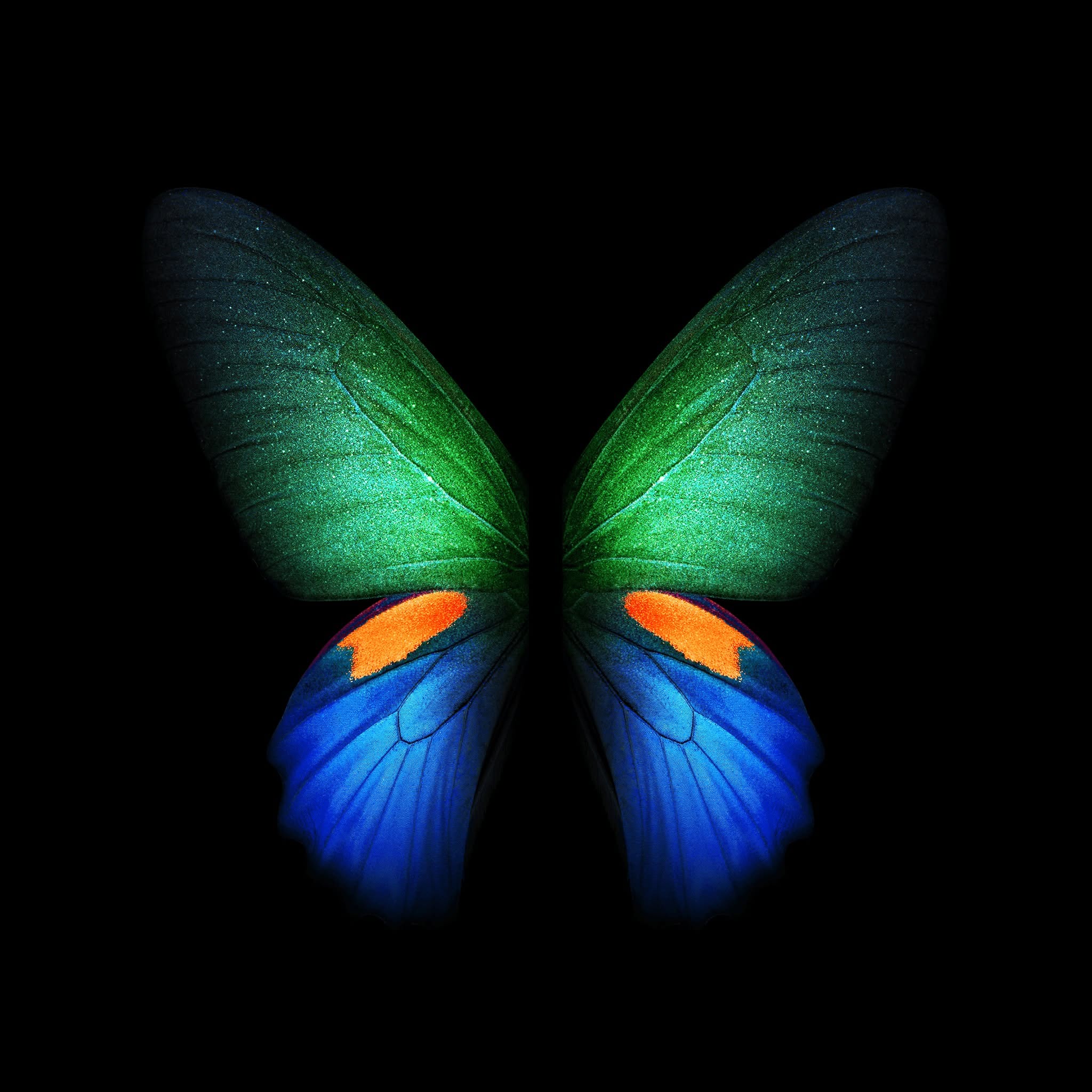 A luminous green, orange and blue butterfly on a black background
